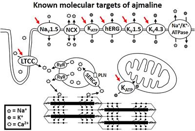 The Mechanism of Ajmaline and Thus Brugada Syndrome: Not Only the Sodium Channel!